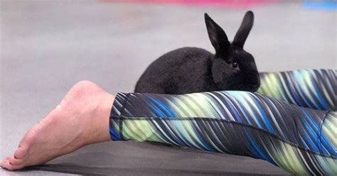 Bunny Yoga Is A Thing Because Vancouver Huffpost Canada