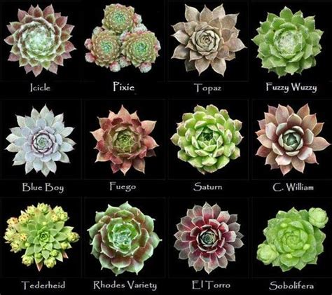 Many are used in very common medicines and ointments, some for centuries. Assorted types of succulents #6 | Succulents, Planting ...