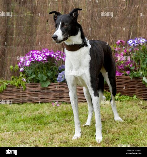 Collie Und Lurcher Fotos Und Bildmaterial In Hoher Auflösung Alamy