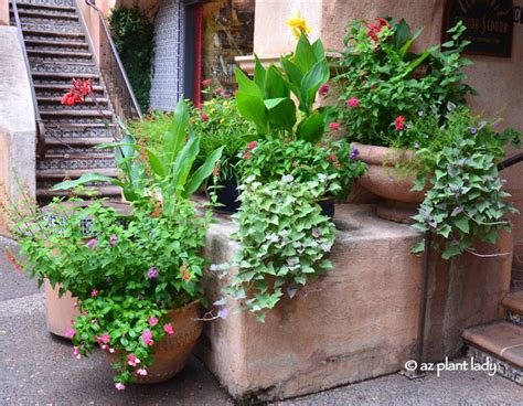 Beautiful Desert Pots And Book Giveaway Winner Ramblings