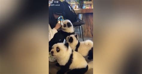 Chinese Cafe Dyes Dogs To Look Like Pandas Outrage Ensues