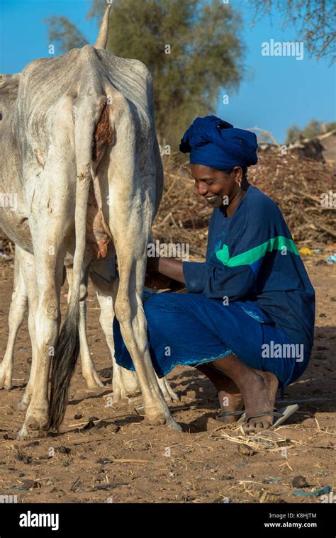 Femme Traire Une Vache Banque De Photographies Et Dimages à Haute Résolution Alamy
