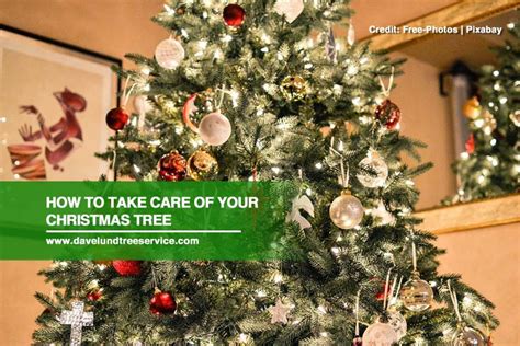 How To Take Care Of Your Christmas Tree Dave Lund Tree Service And
