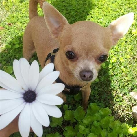 Daisy Dog Cute Chihuahua Chihuahua Puppies Chihuahua Love