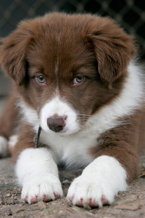 1090 Best Border Collies Images On Pinterest Border Collie Pups