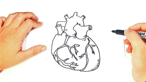 How To Draw A Human Heart Step By Step Youtube