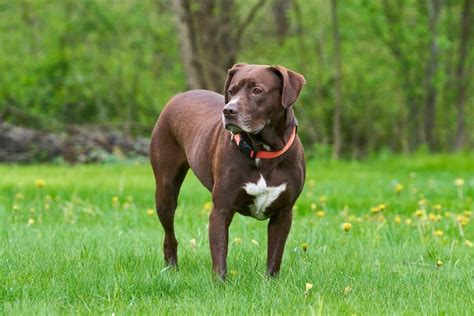Labrabull Or Bullador Pitbull Lab Mix Info Pictures Facts Faqs