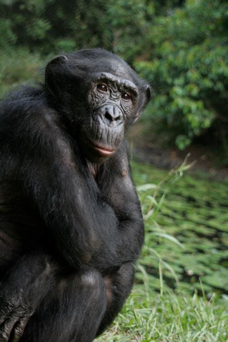 8 Human Like Behaviors Of Primates Live Science