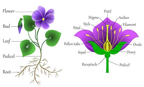 Get Creative And Learn How To Draw A Flower Step By Step