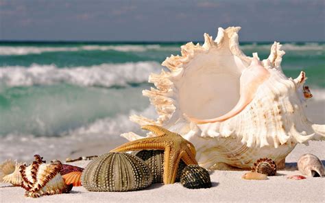 Best Beaches For Seashells Beach Seashells Wallpapers Pictures Photos