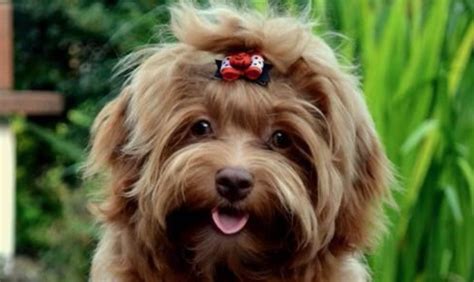 15 Amazing Facts About Havanese Dogs You Probably Never Knew The Dogman
