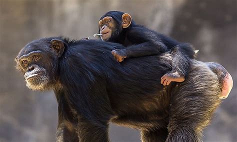 How Many Types Of Chimpanzees Are There Worldatlas