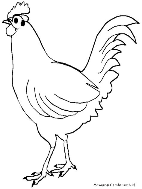 100 Contoh Sketsa Gambar Ayam Hitam Putih Terbaik Postsid