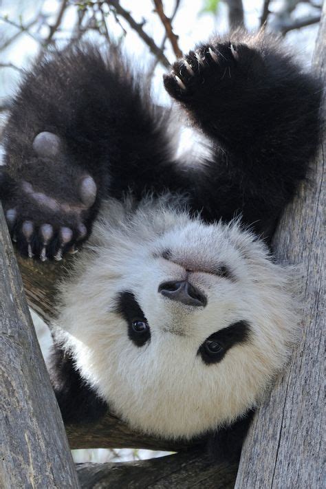 Panda Upside Down Josef Gelernter Wild Panda Panda Bear Cute Panda