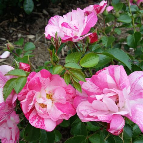 Patio Rose Flower Carpet Pink Splash Pbr Garden Express
