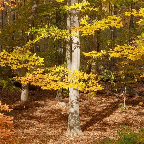 American Beech Fagus Grandifolia Bowmans Hill