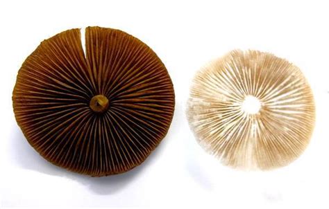Mushroom Spore Print Portabella Mushroom Grow Kit