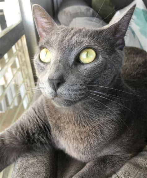 Get a ragdoll, bengal, siamese and more on kijiji i'm hoping to find a loving siamese cat or kitten. Siamese Russian Blue Mix Cat For Adoption Honolulu HI ...