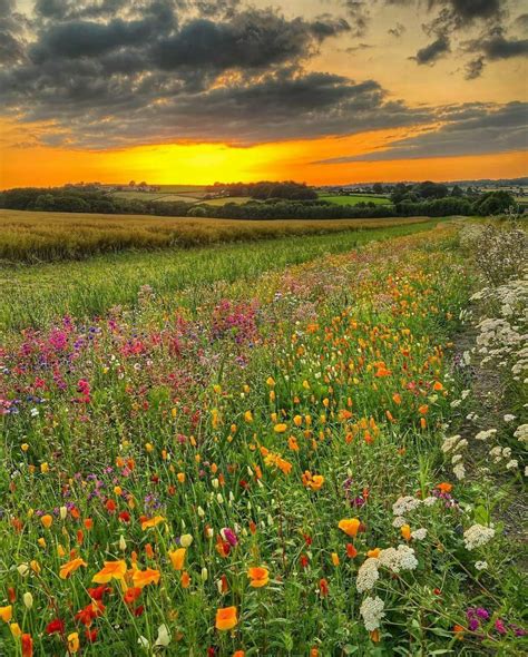 Wildflowers Watching The Sunset Rlandscapephotography