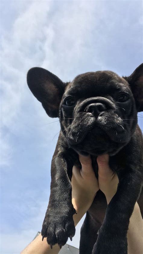 It really does matter where you get your french bulldog. Black French Bulldog Puppy, now living in Oregon | French ...