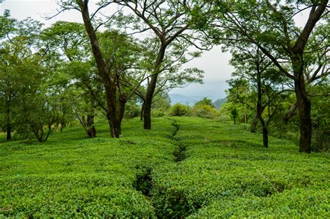 Tea Garden In Palampur Tripgully