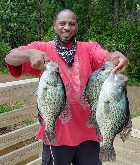 North Carolina Angler Catches Three Massive Crappie In One Day
