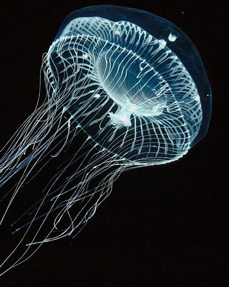 Underwater World 🌊 On Instagram “bioluminescent Animals Emit Their