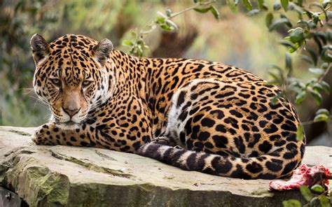 Fonds Décran Jaguar Regarde En Arrière Reste 1920x1200 Hd Image