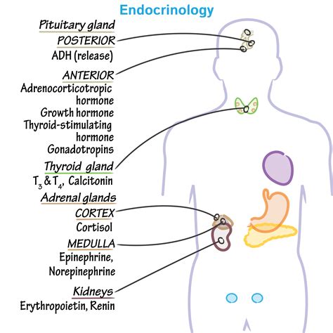 The Endocrine System Glands