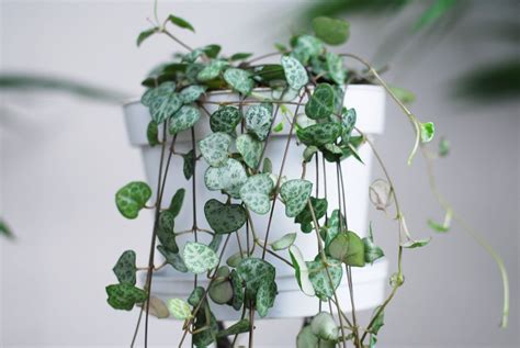 Ceropegia Chainstring Of Hearts 5 Hanging Basket Hello Hello Plants