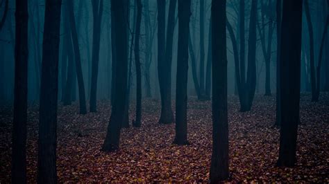 Spooky Forest Wallpaper 68 Images