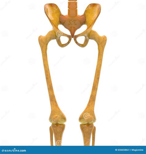 Human Skeleton Hip And Pelvis Stock Illustration Illustration Of