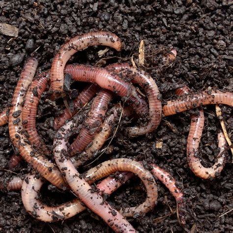 What Do Earthworms Eat