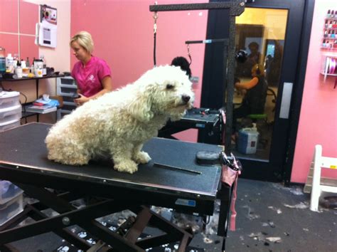 Grooming for Dogs - The Paw Pet Spa