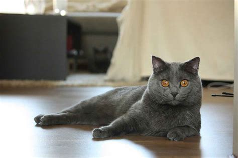 The Chartreux Cat Breed Guide Characteristics Temperaments