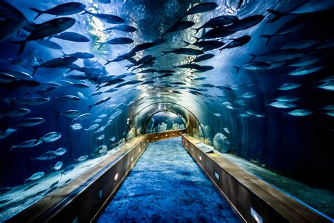 Large Aquarium With School Of Fish Hd Wallpaper Wallpaper Flare