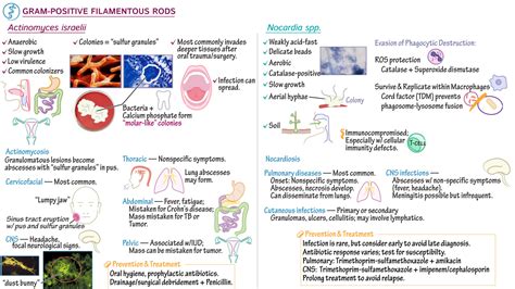 Pathology Gram Positive Filamentous Rods Actinomyces And Nocardia