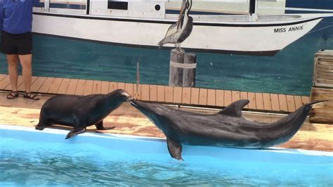 Rough Toothed Dolphin And Sea Lion Show At Gulf World Marine Park 5517