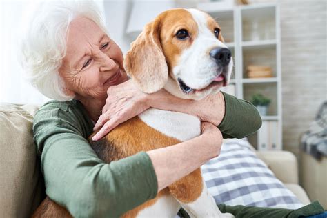 Elderly Pet Care Services In Sarasota Aaha Accredited Vet