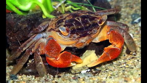 Loocal Crab