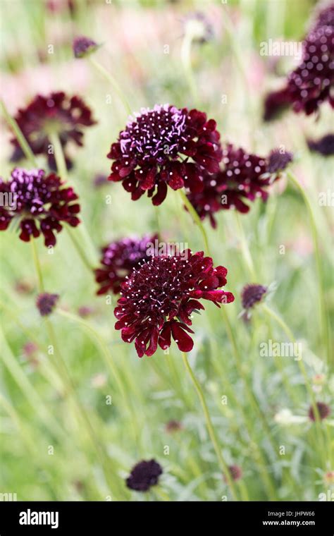 Scabiosa Atropurpurea Black Knight Flowers Stock Photo Alamy