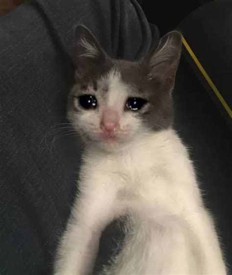 85 Screaming Crying Cat Meme Hearts