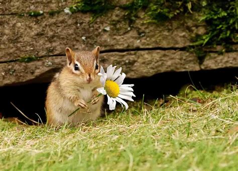 Cute Spring Animals Wallpapers Top Free Cute Spring Animals