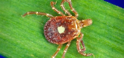 Lone Star Ticks Lyme Disease Pregnant Health Tips