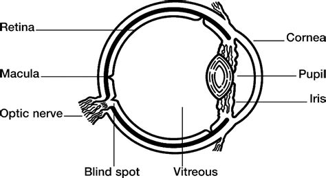 Vision And The Eye Lesson 1063 Tqa Explorer