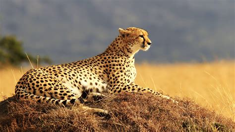 Gambar Cheetah Denah
