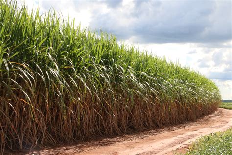 Cana De Açúcar Comportamento Ambiental De Agrotóxicos Na Tomada De Decisão