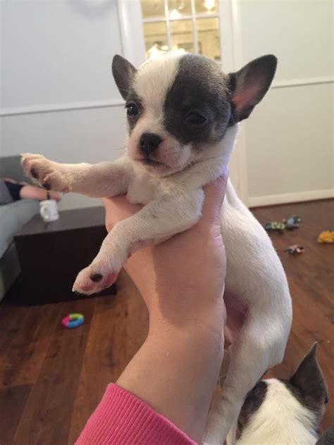 Kc Registered Chihuahua Pup Pup For Sale In Stockton On Tees County