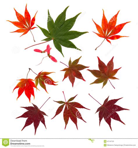 Autumn Japanese Maple Leaves Fall Cut Outs Stock Photo