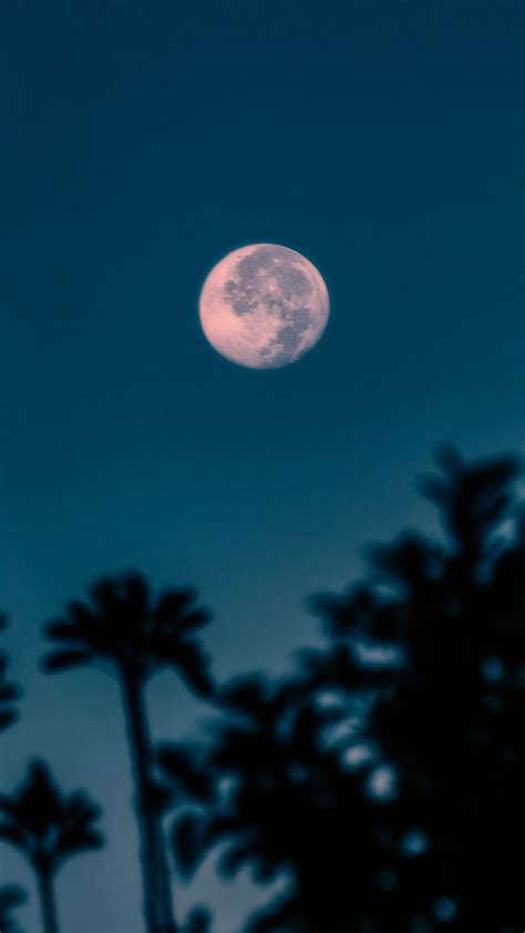 Download Wallpaper 1080x1920 Full Moon Branches Night Moon Samsung